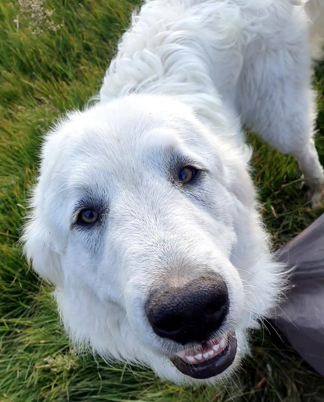 Rencontrer un patou en montagne